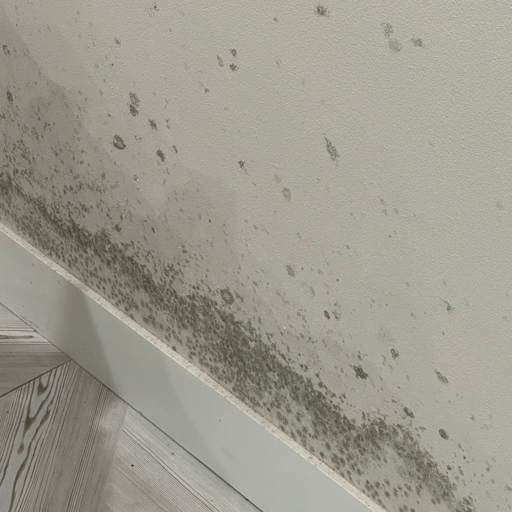 Mold Remediation